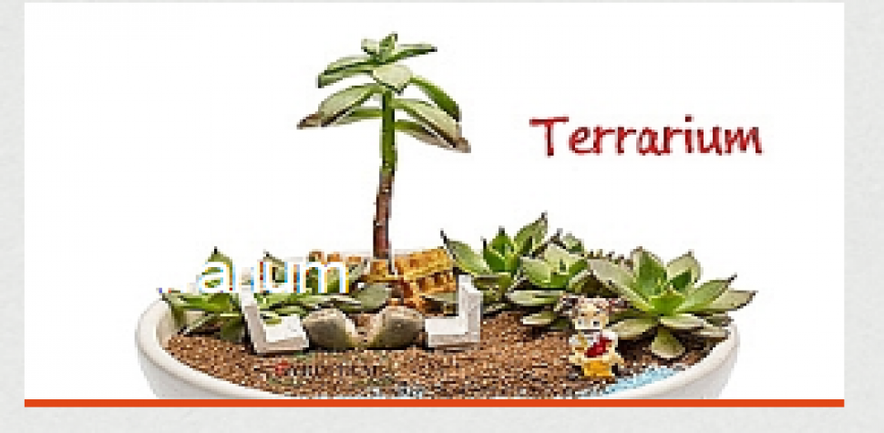 Terrarium